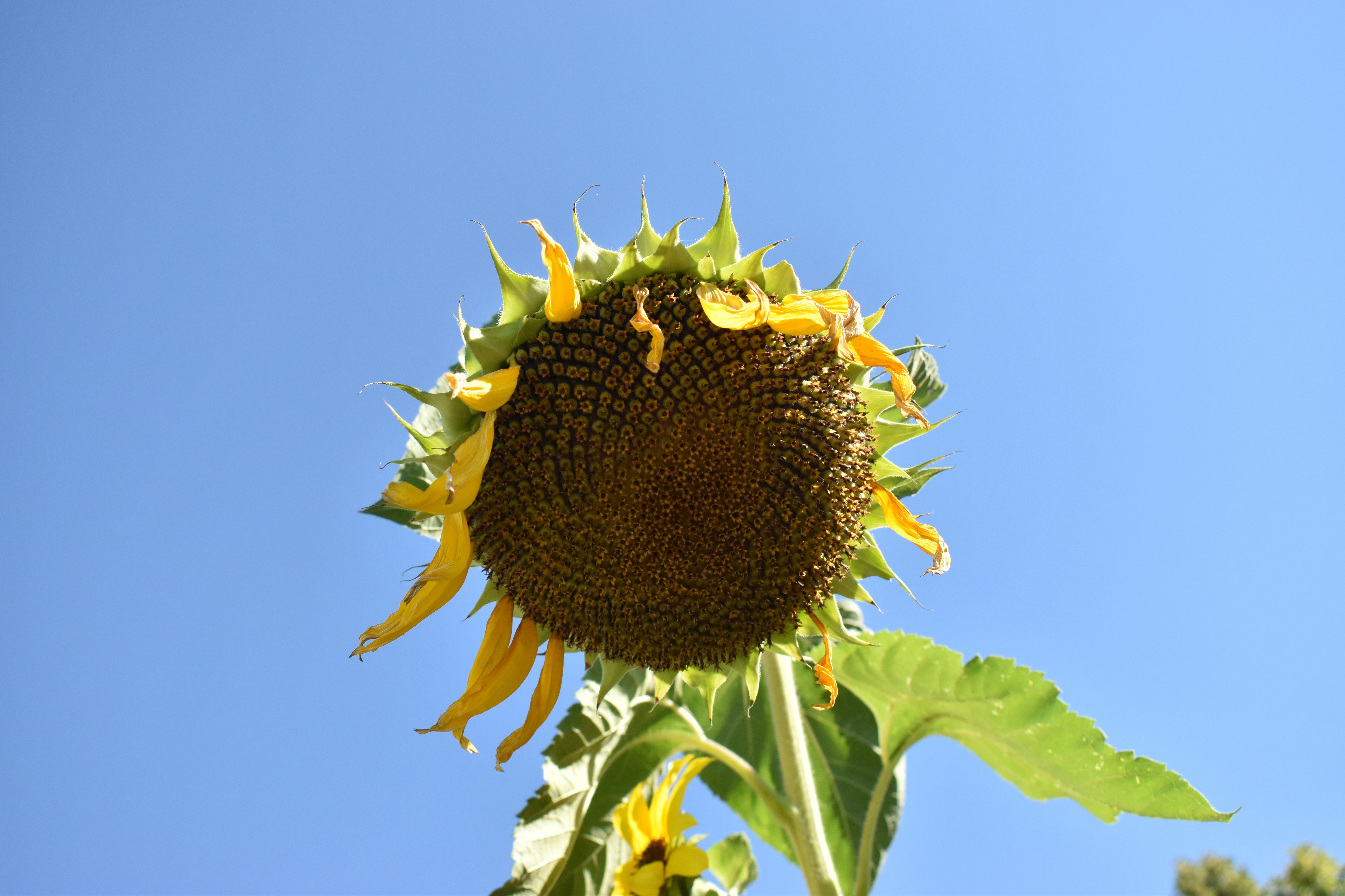 a large sunflower with a blue sky in the background