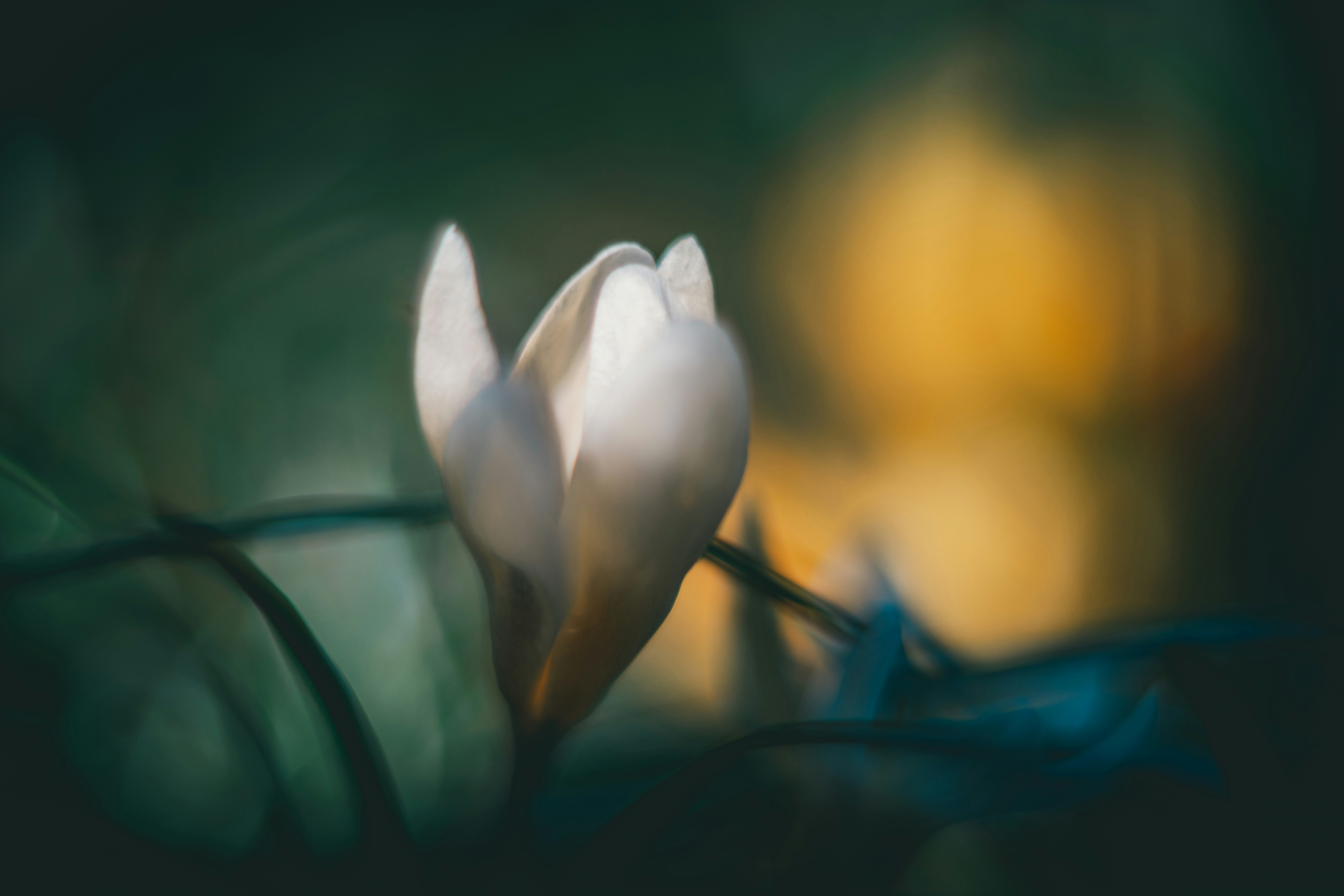 Photo by raimondklavins