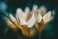 Soft-focus image of white blossoms framing a photo collage of cherished memories.