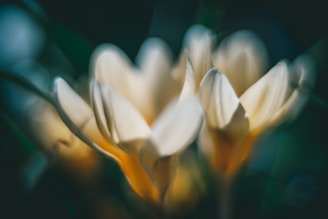 Soft-focus image of white blossoms framing a photo collage of cherished memories.