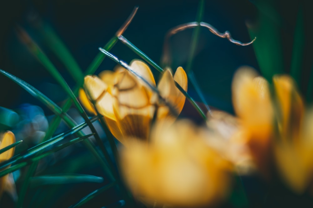 a close up of a bunch of yellow flowers