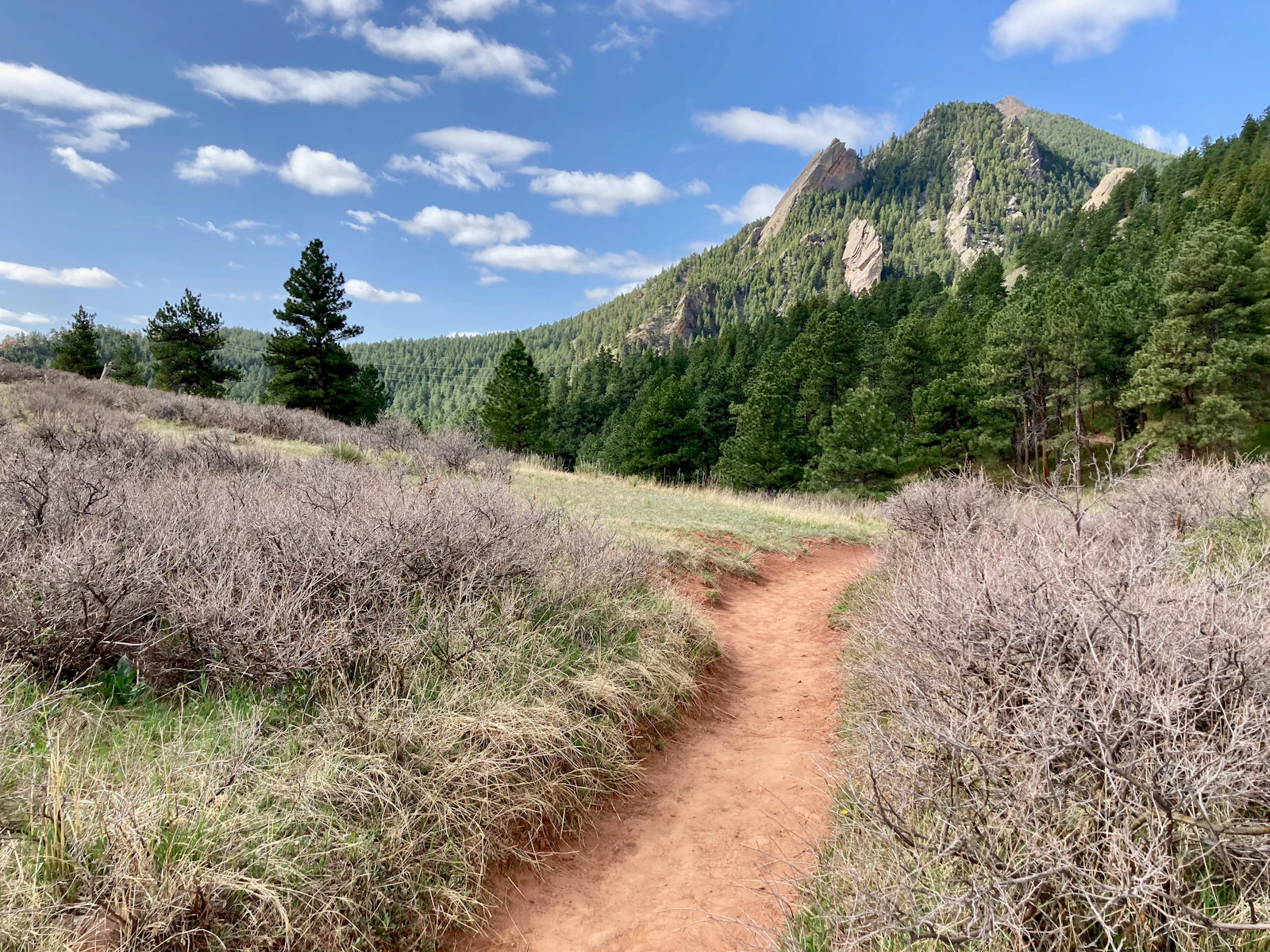 Dirt trail through pine forest in the mountains above Boulder, Colorado