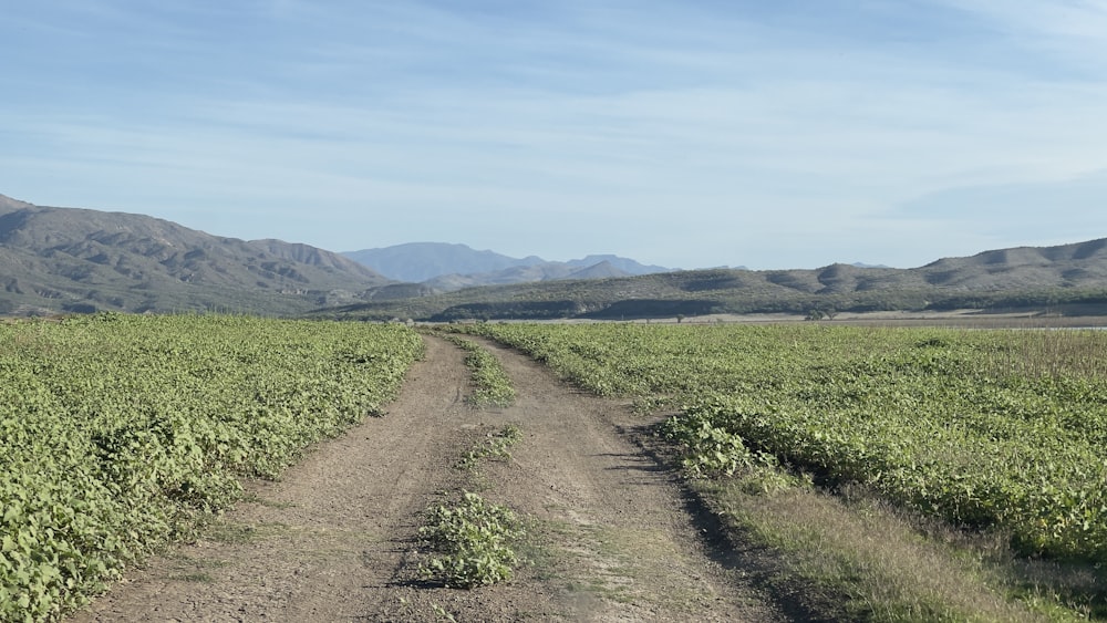 a dirt road running through a green field