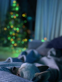 A peaceful dog resting on a cozy blanket beside a window with olive green curtains.
