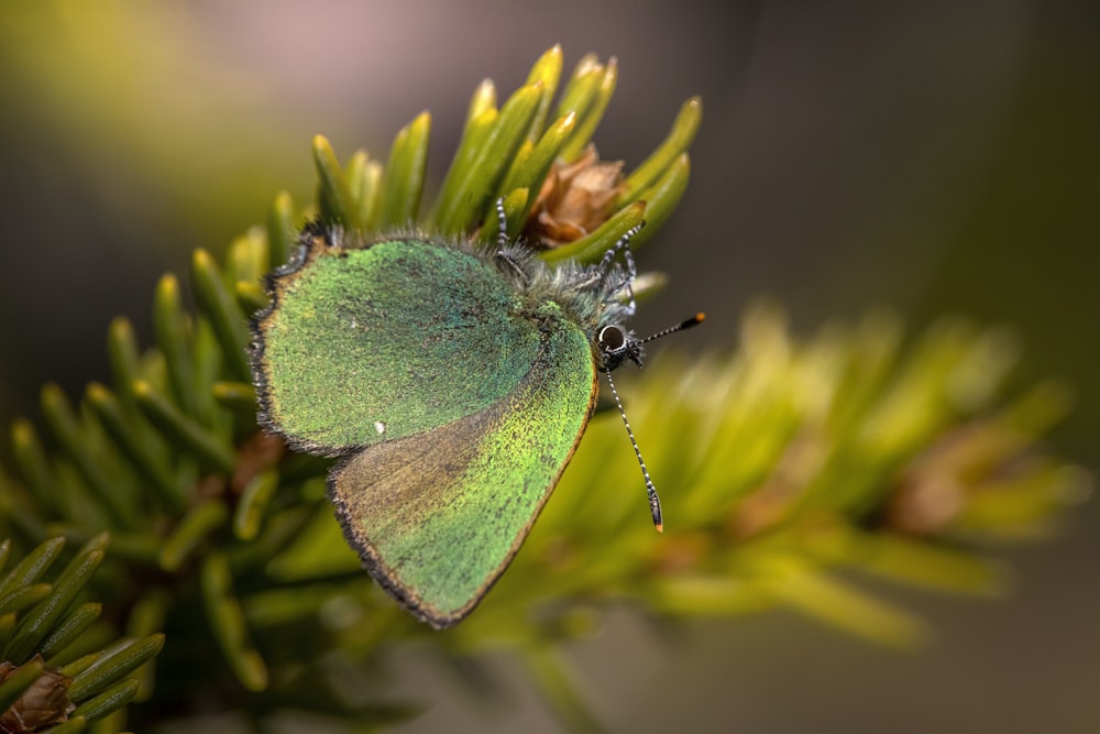 a close up of a small green insect on a plant