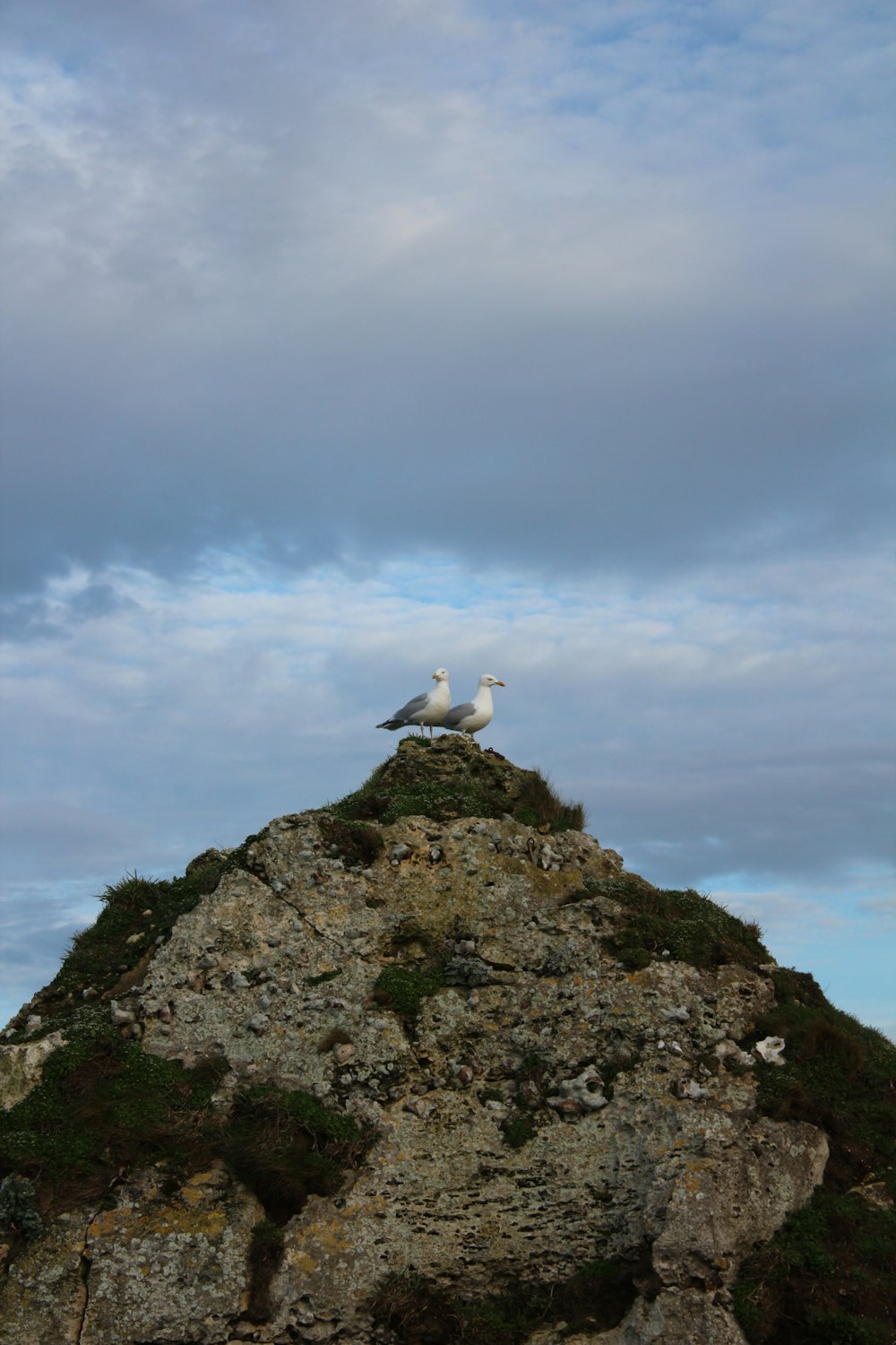 two seagulls sitting on top of a rock formation