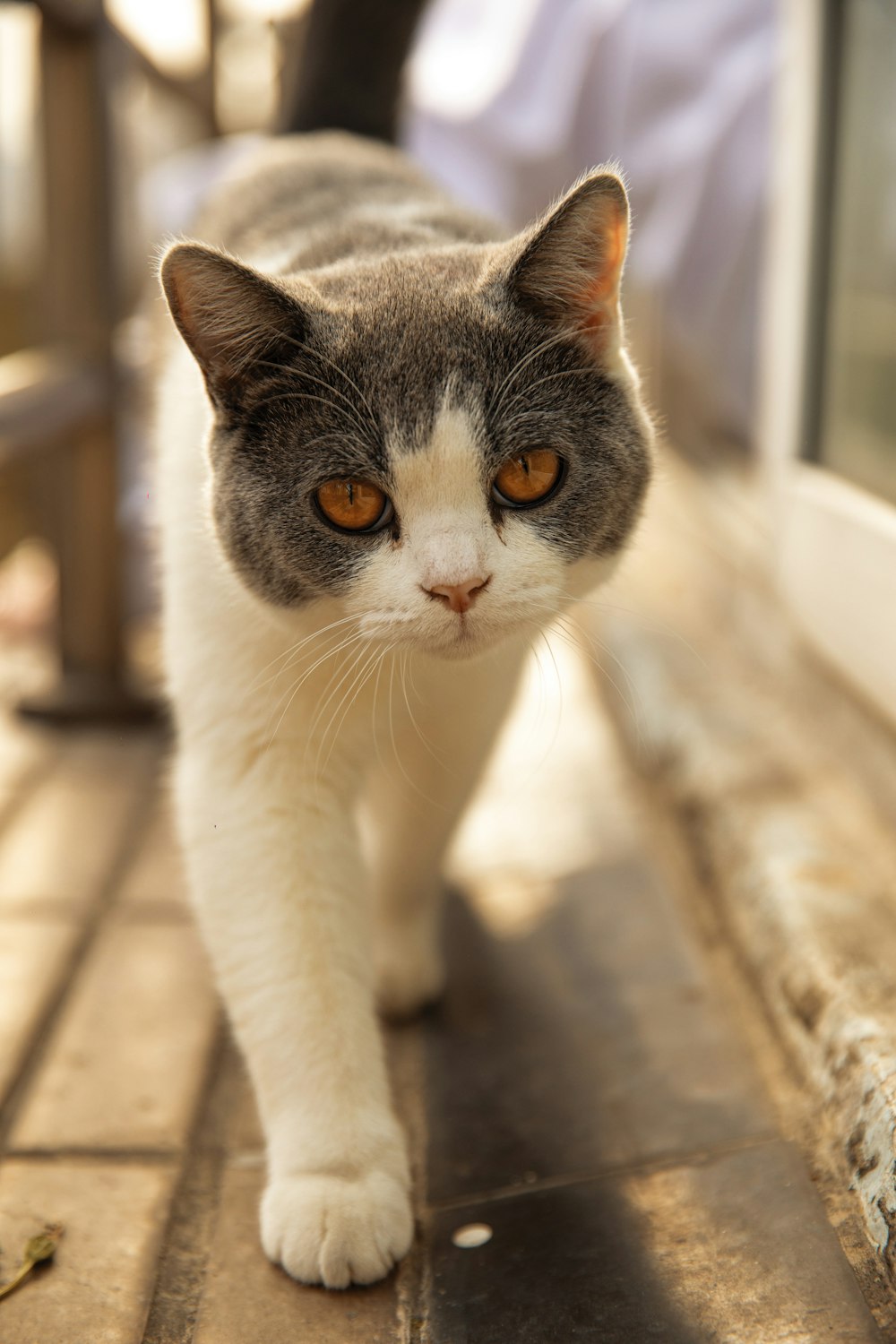 a gray and white cat walking down a sidewalk