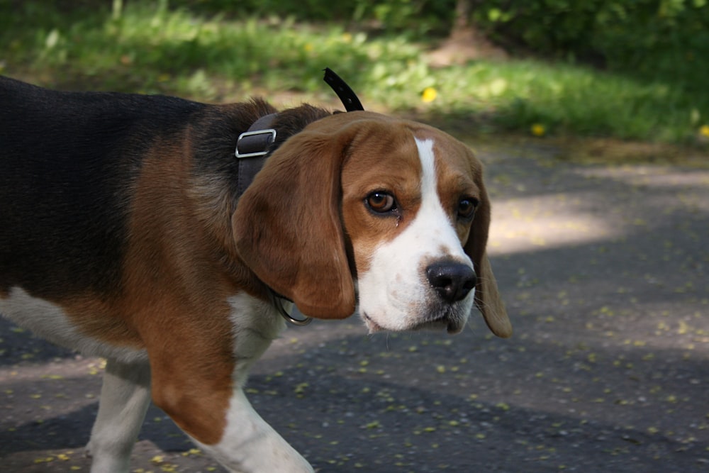 a brown and white dog walking across a street