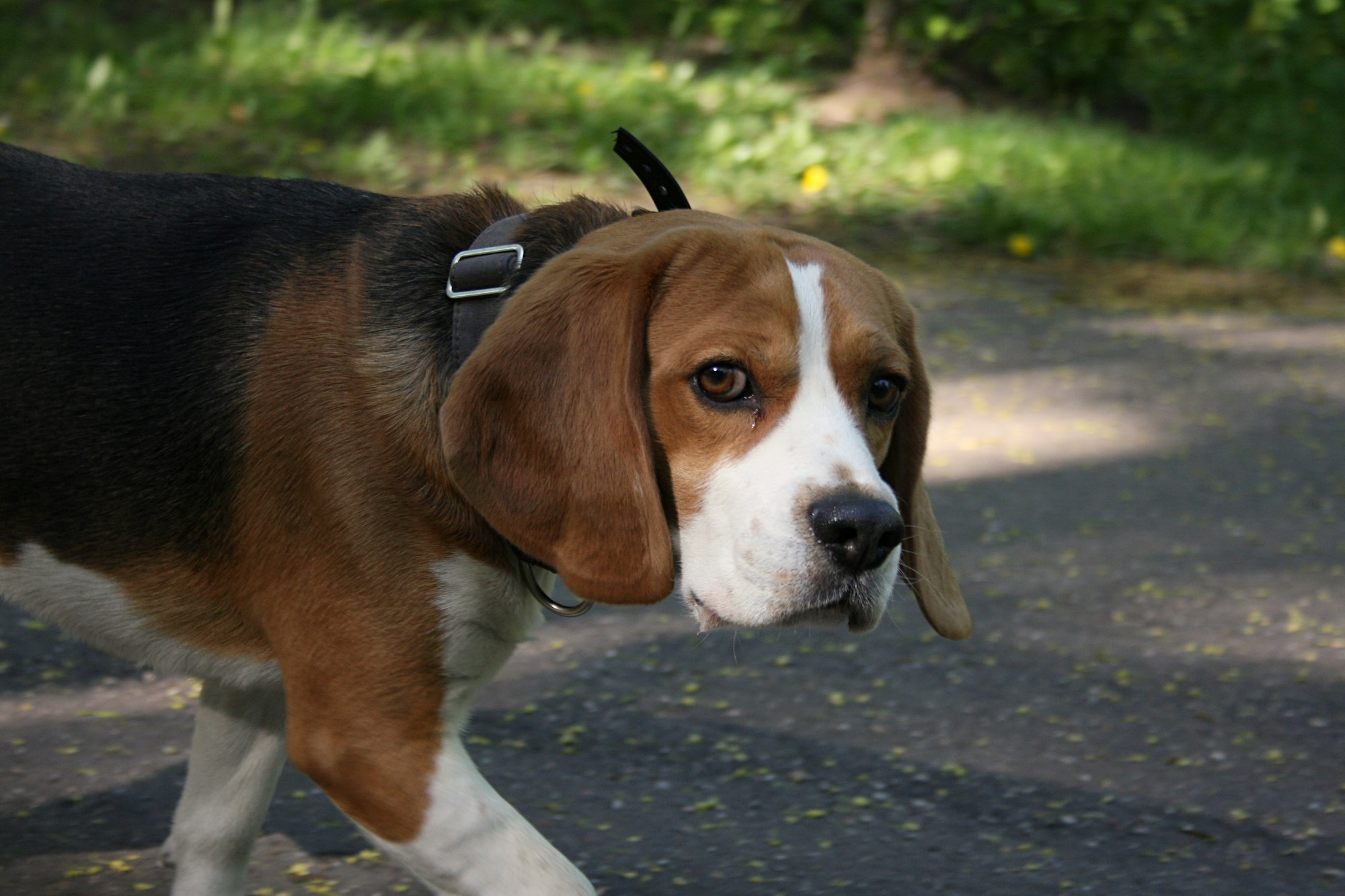 beagle on a walk