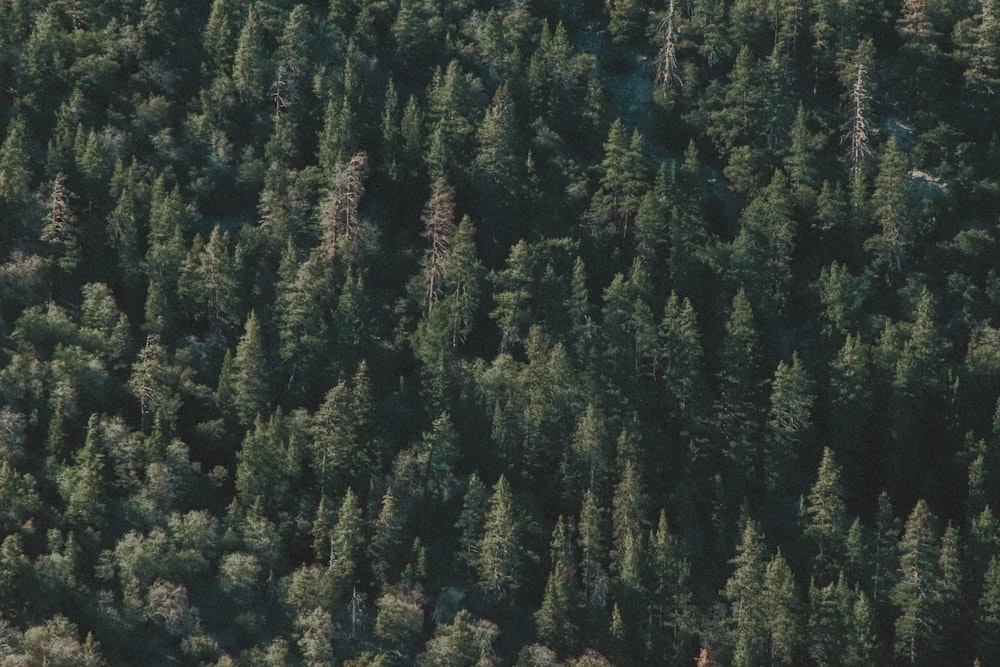 a plane flying over a forest filled with lots of trees