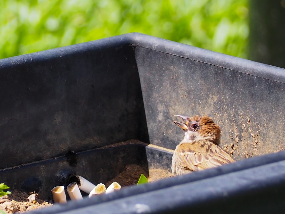 a small bird sitting in a black bin