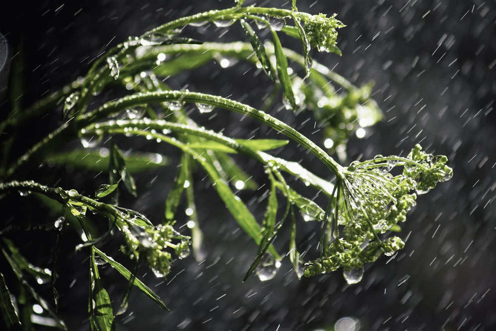 a close up of a plant with water droplets on it