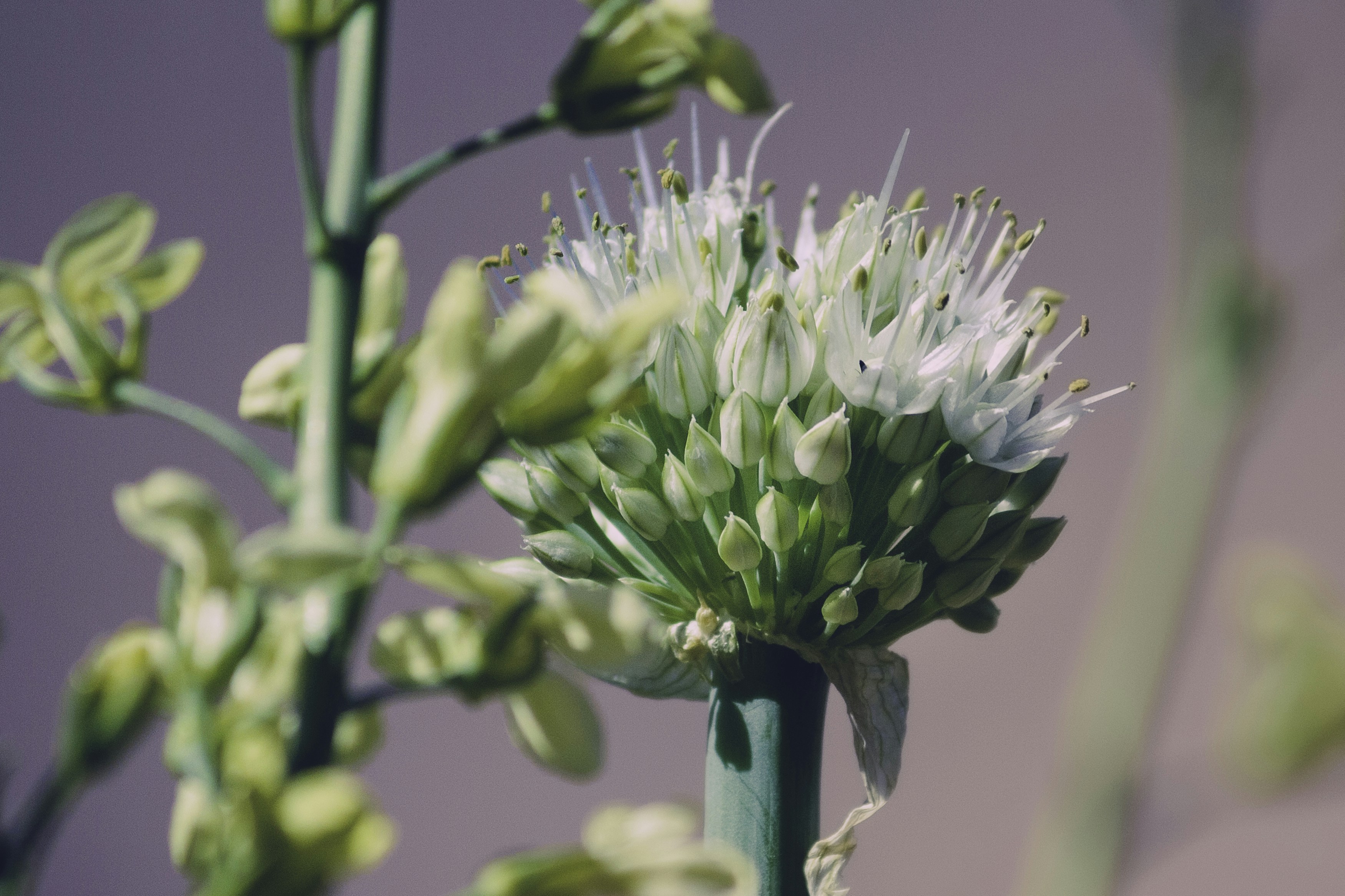 Un primo piano di un fiore su una pianta