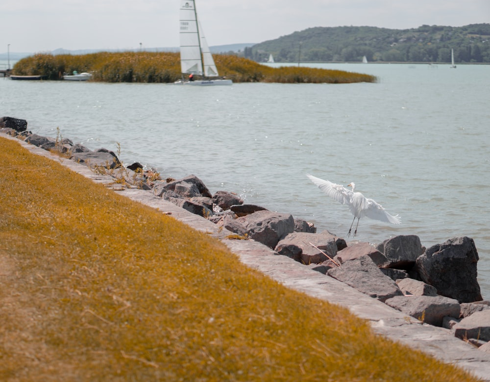 Une mouette se tient au bord de l’eau