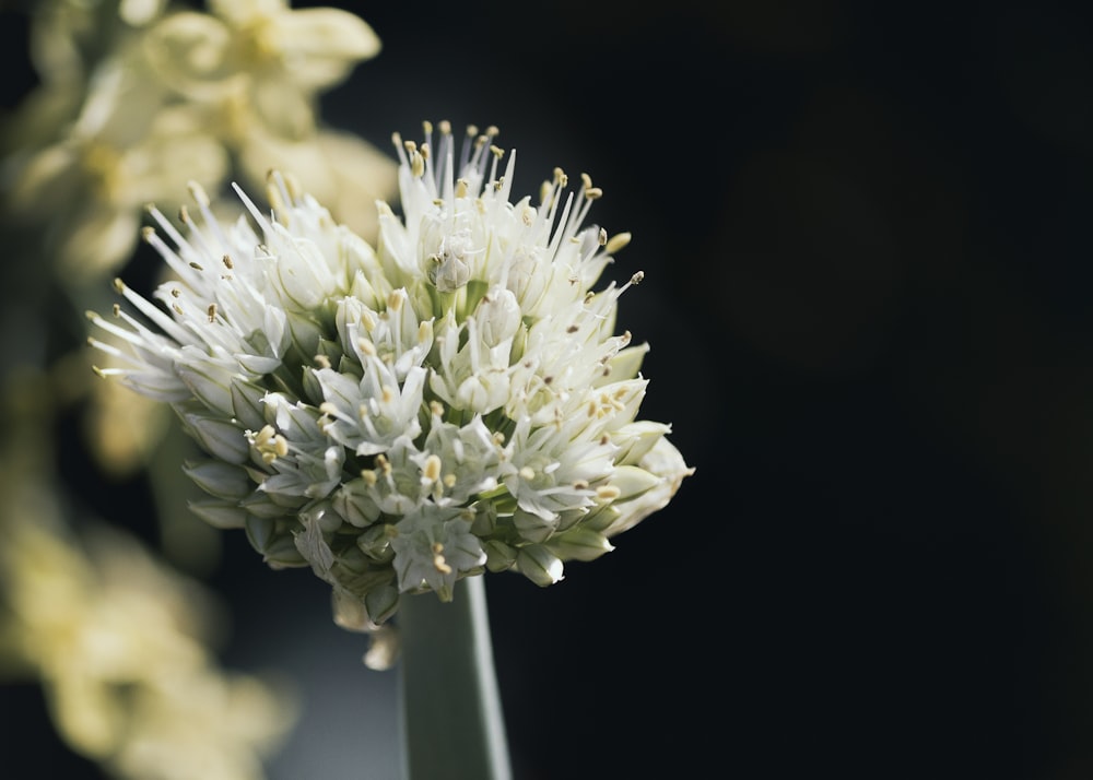 a close up of a white flower in a vase