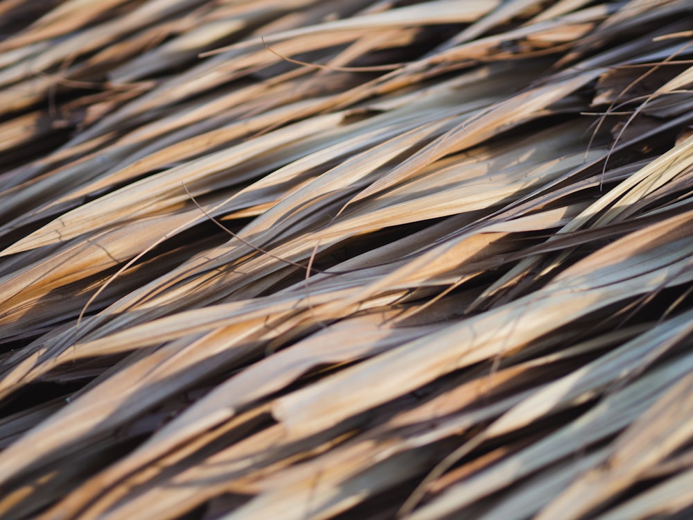 a close up view of a grass field