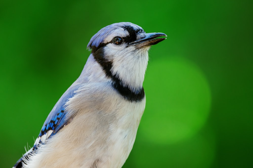 a close up of a blue and white bird on a branch