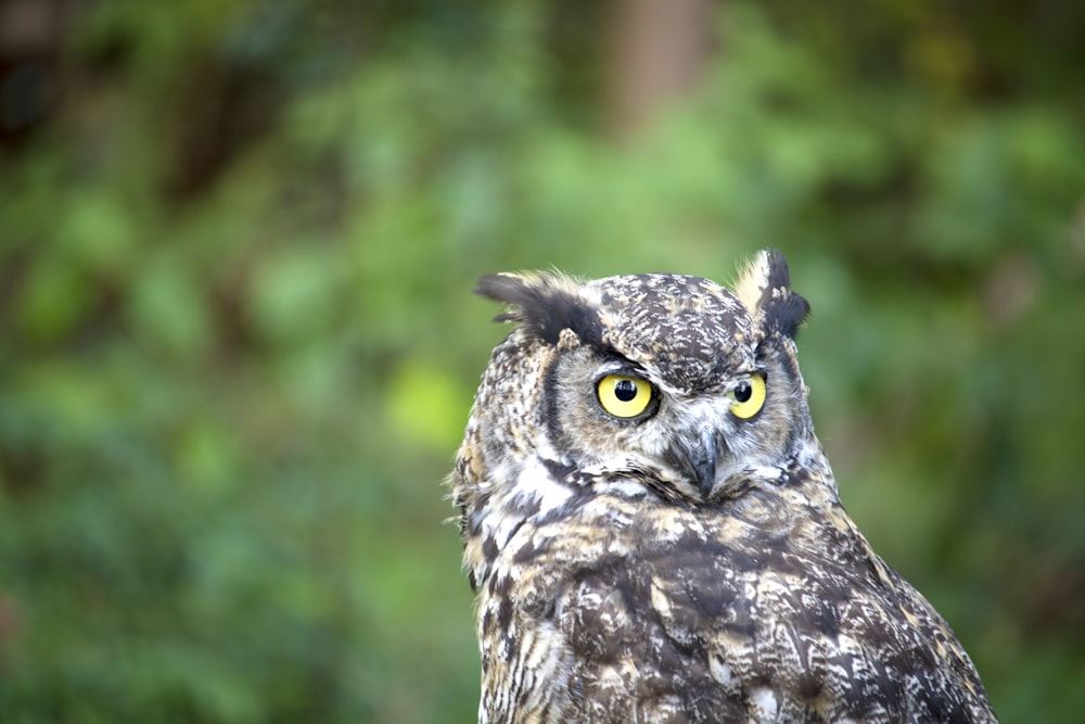 a close up of an owl with yellow eyes