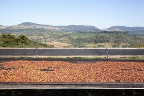A scenic view of the Colombian countryside where our herbs and fruits are grown