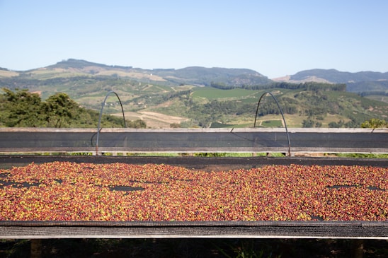 A landscape view shows a drying rack filled with small red and yellow fruits, likely coffee cherries. The rack is set against a backdrop of rolling hills and a green, lush countryside under a clear blue sky.