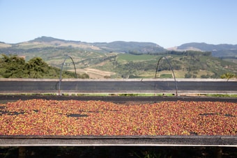 A landscape view shows a drying rack filled with small red and yellow fruits, likely coffee cherries. The rack is set against a backdrop of rolling hills and a green, lush countryside under a clear blue sky.