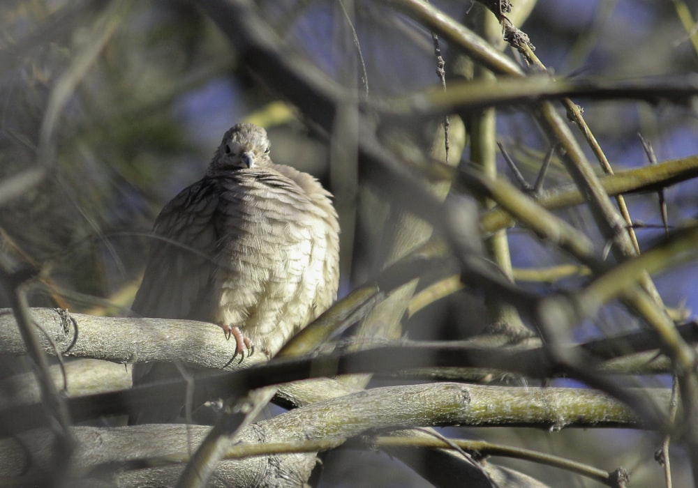 a bird perched on a branch of a tree