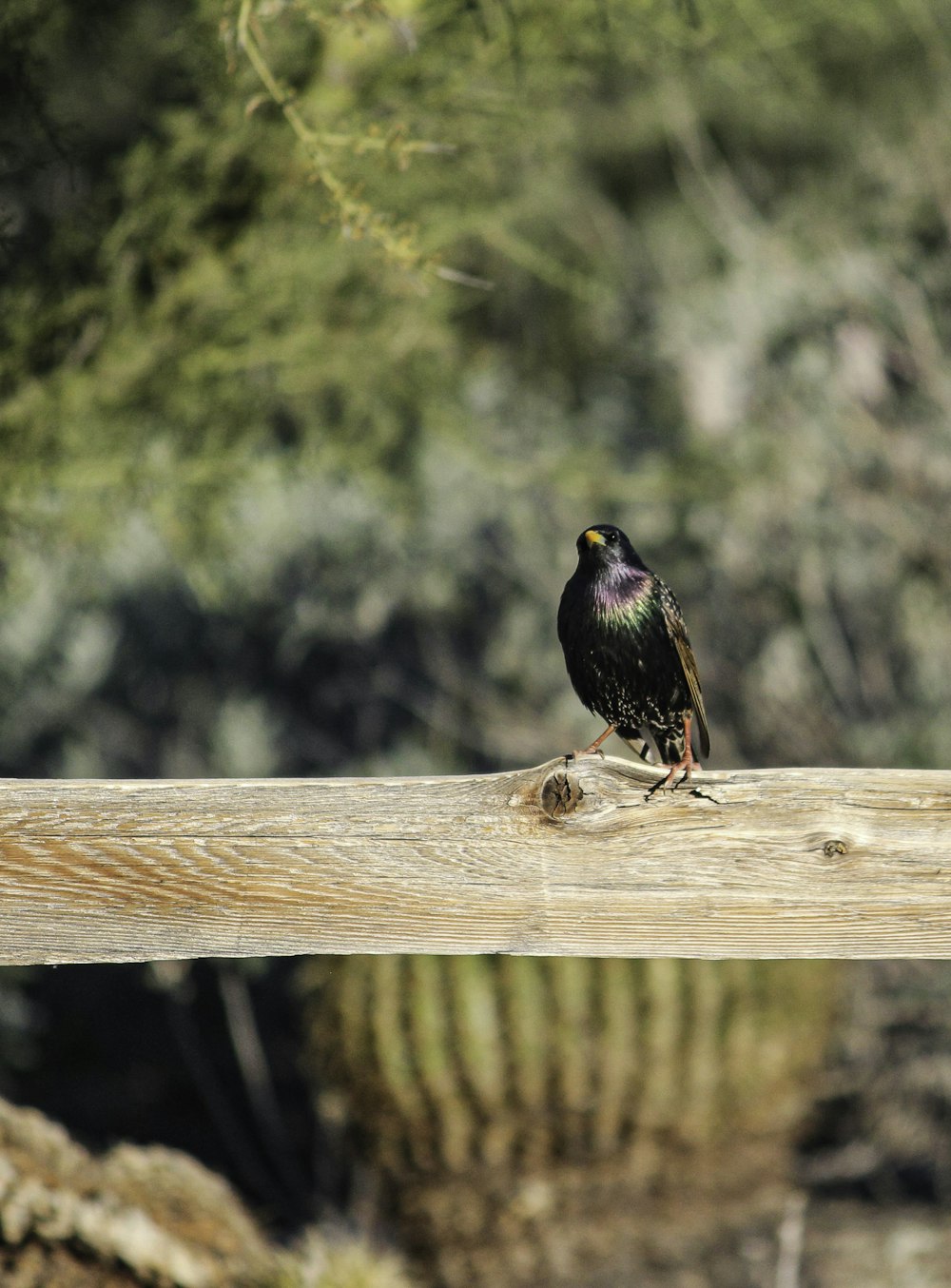 a black bird sitting on a wooden rail