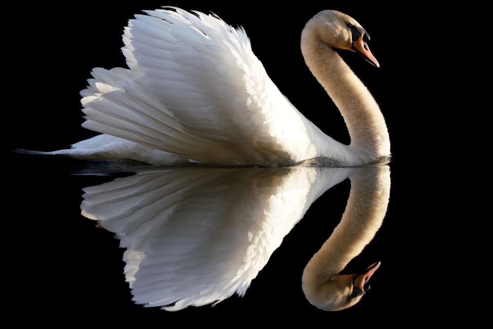 a white swan is floating in the water