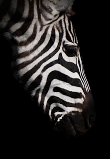 a close up photo of a zebra's head with a black background