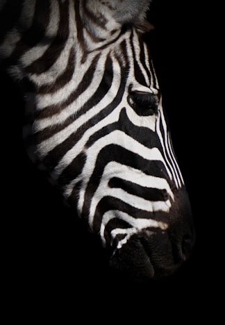 a close up photo of a zebra's head with a black background