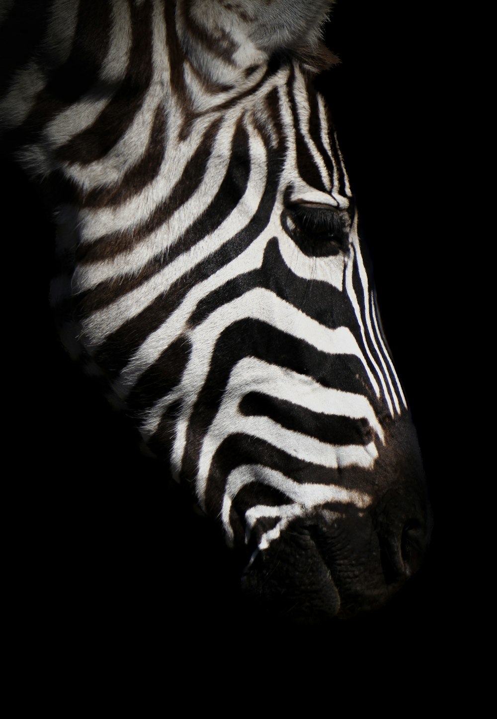 a close up of a zebra's head with a black background