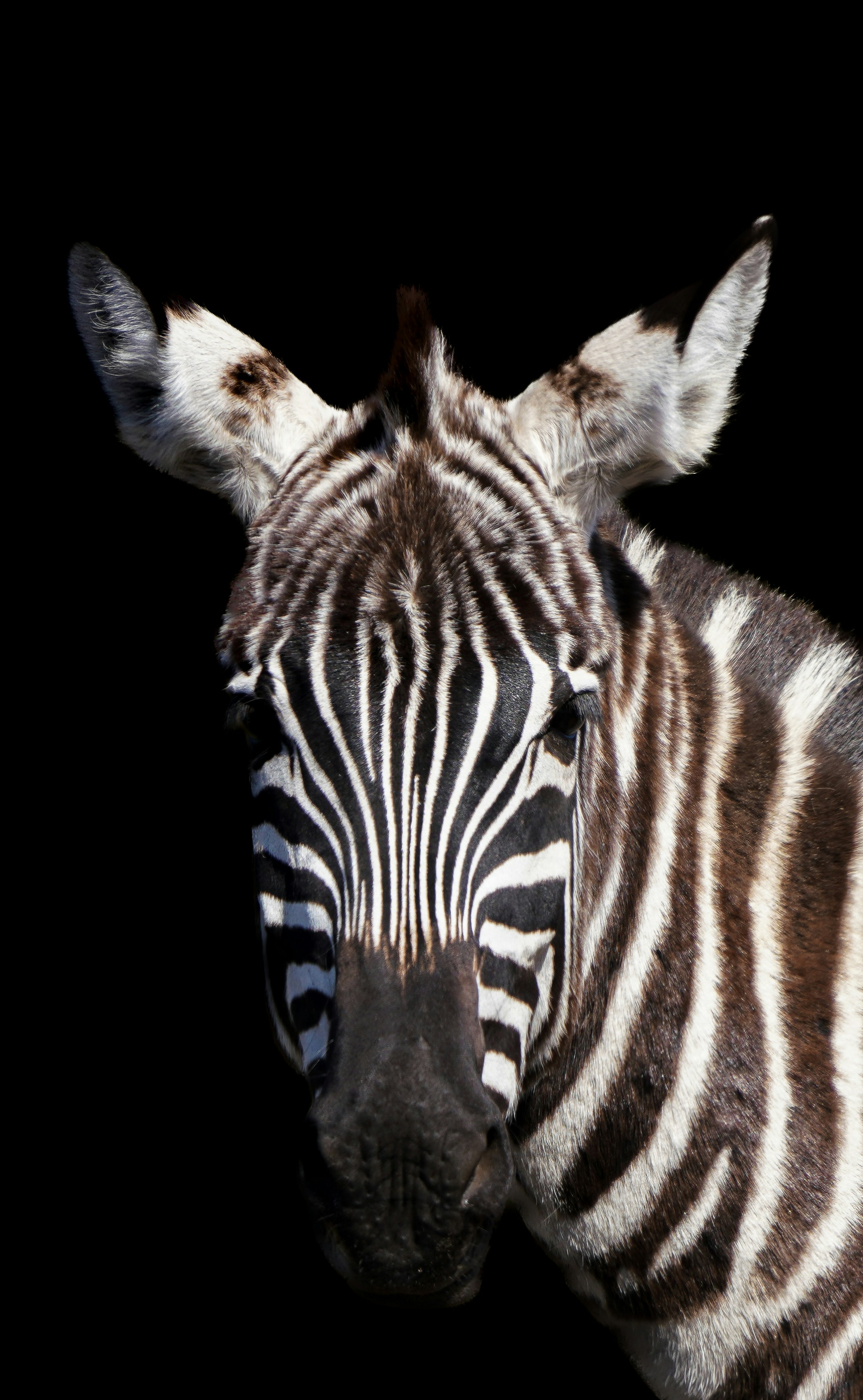 a close up of a zebra on a black background