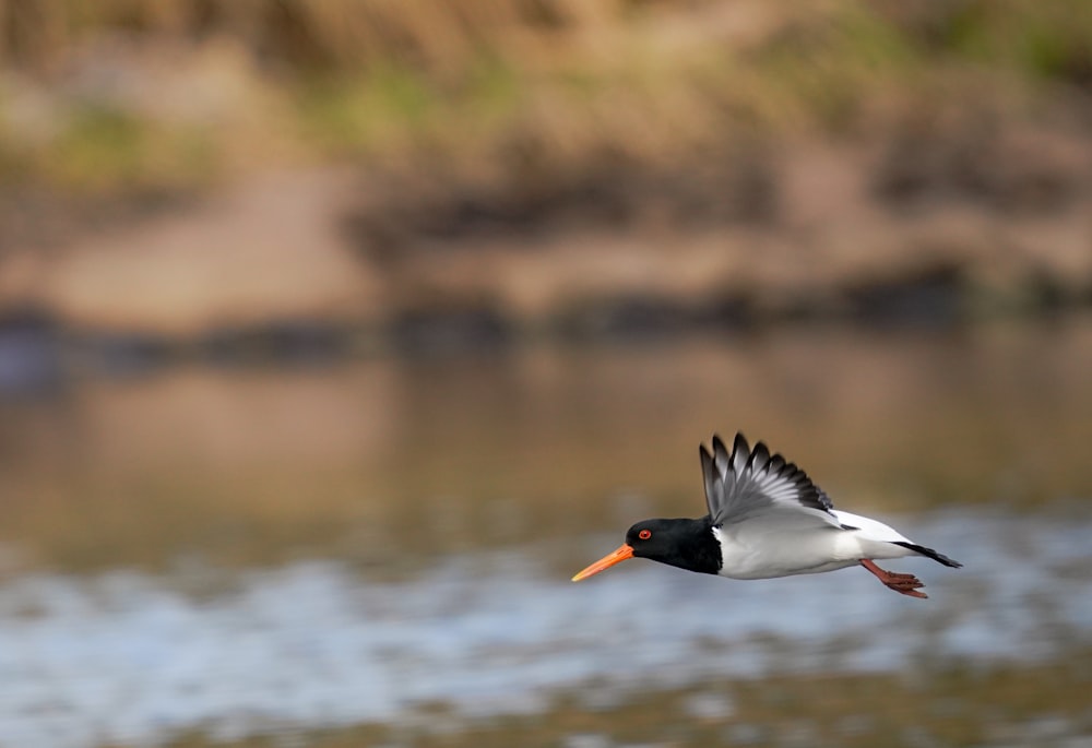 a black and white bird flying over a body of water