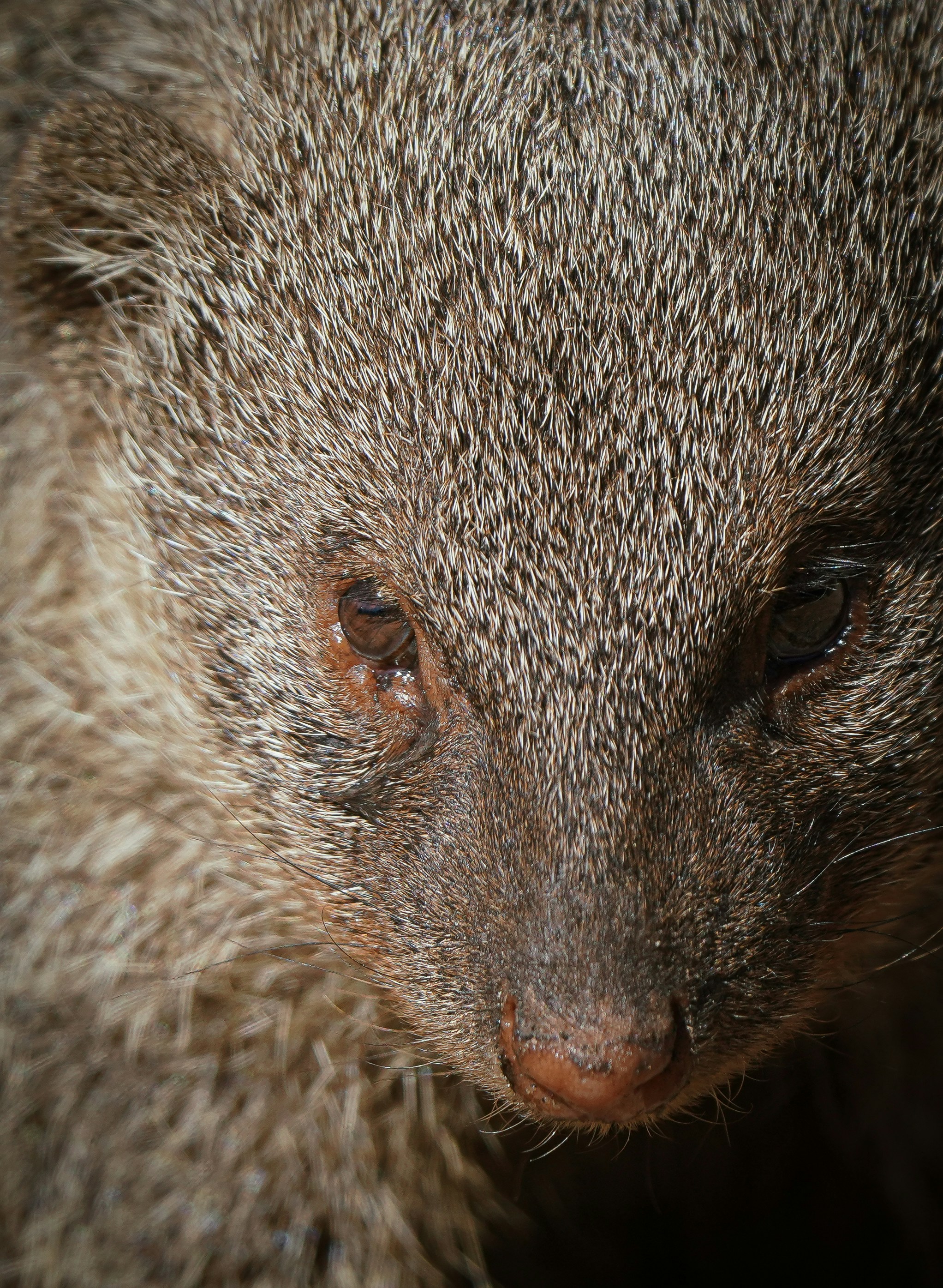 a close up of a small animal with a blurry background
