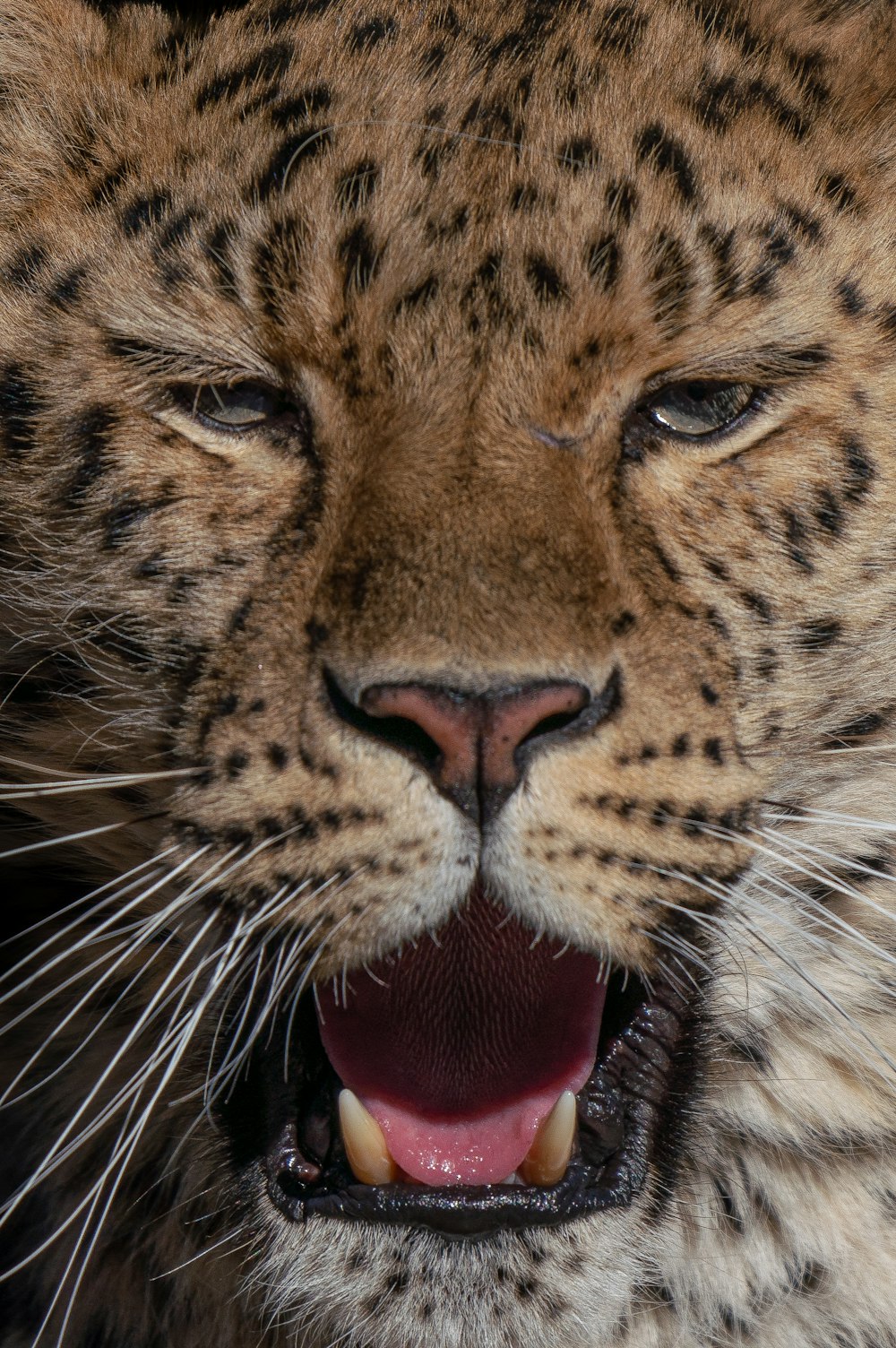 a close up of a leopard with its mouth open