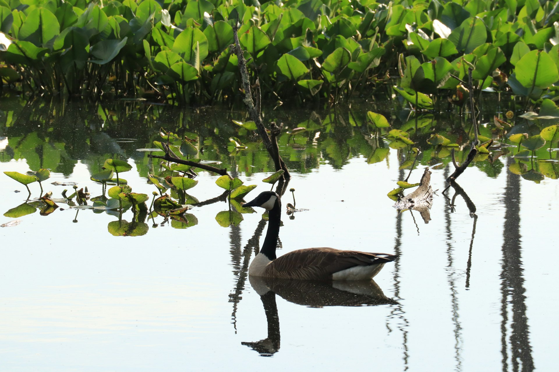 a duck floating on top of a body of water