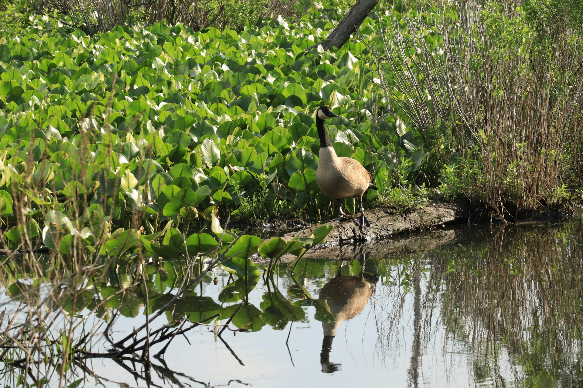 a bird standing on the bank of a body of water