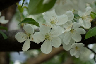 White blossoms with delicate petals and visible stamens are clustered together on a branch with dark bark. Green leaves complement the flowers, set against a blurred background, giving a peaceful, natural setting.