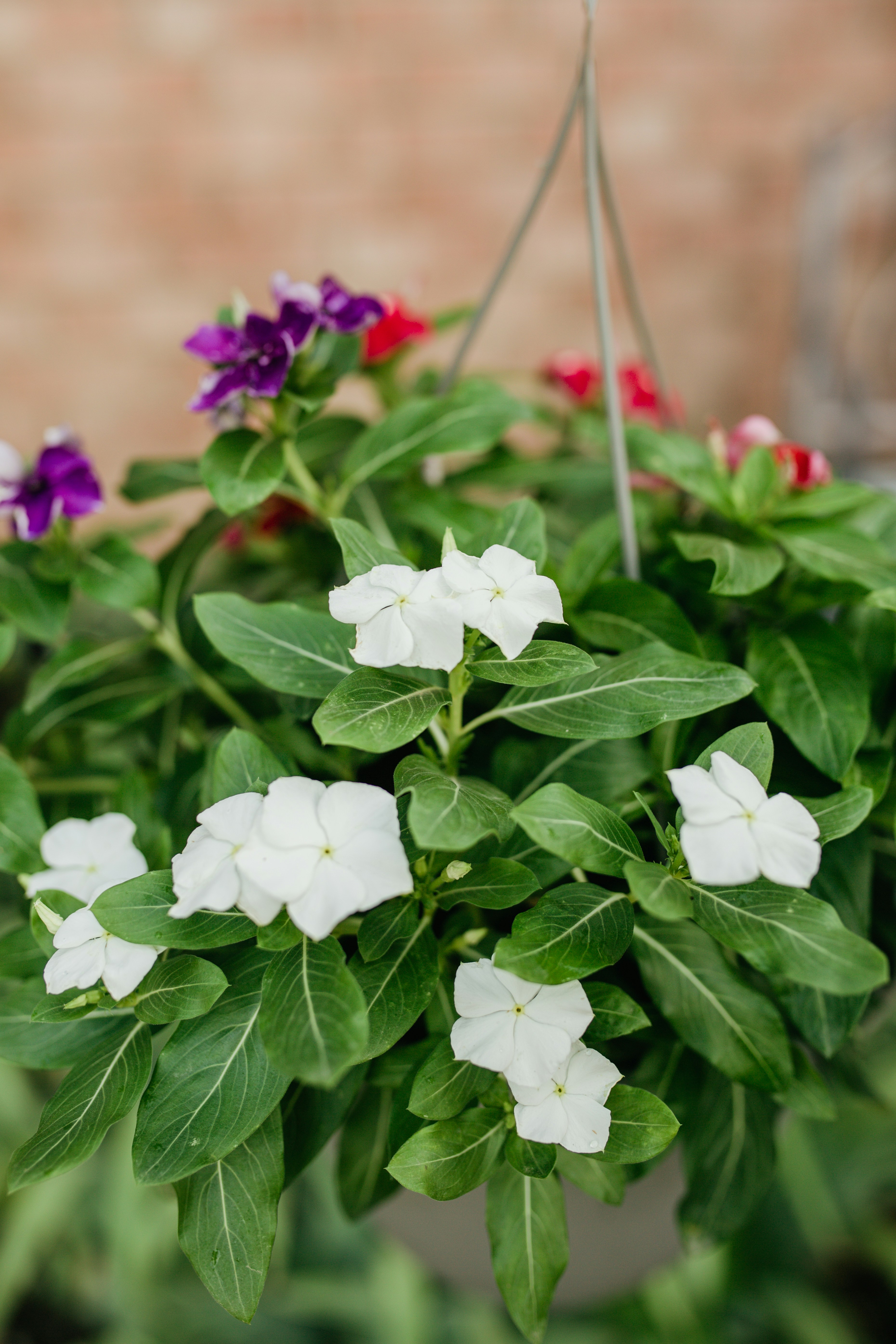 a potted plant with white and purple flowers