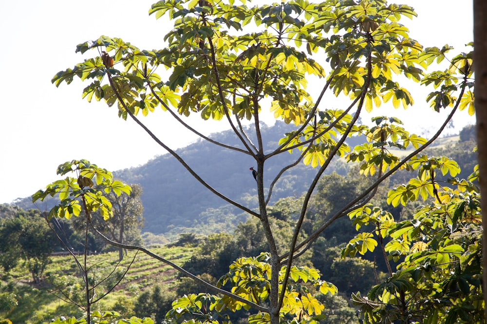 Una vista de una montaña con un árbol en primer plano