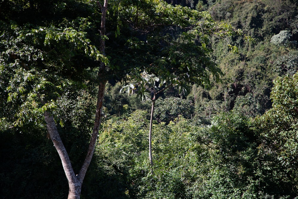 a giraffe standing in the middle of a forest