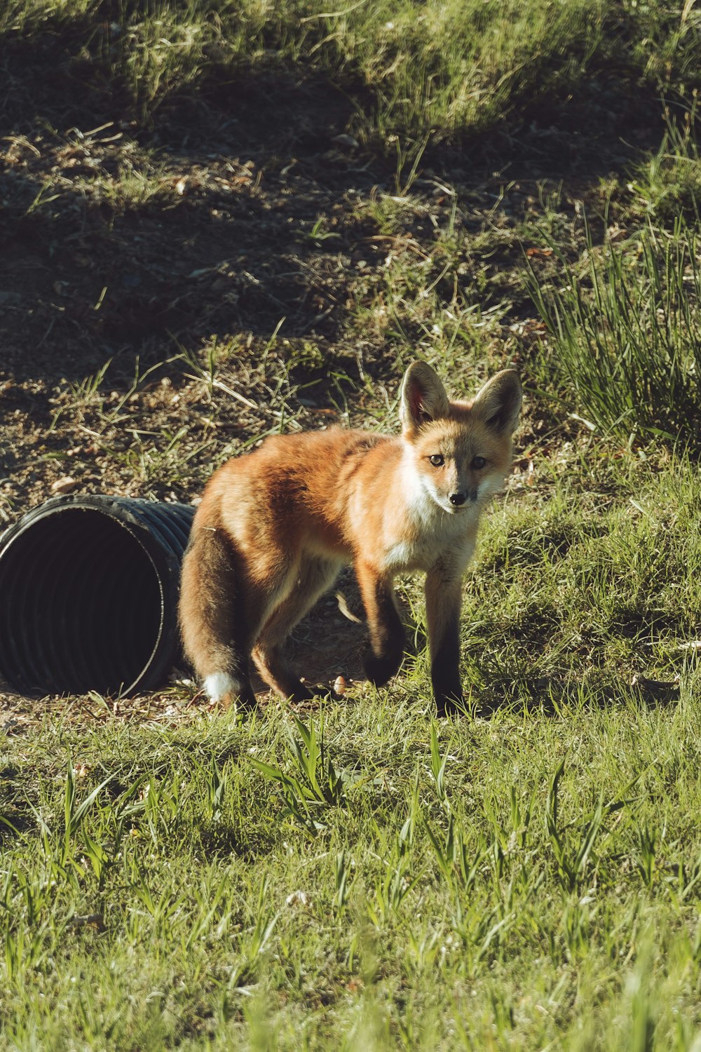 a fox standing next to a barrel in the grass