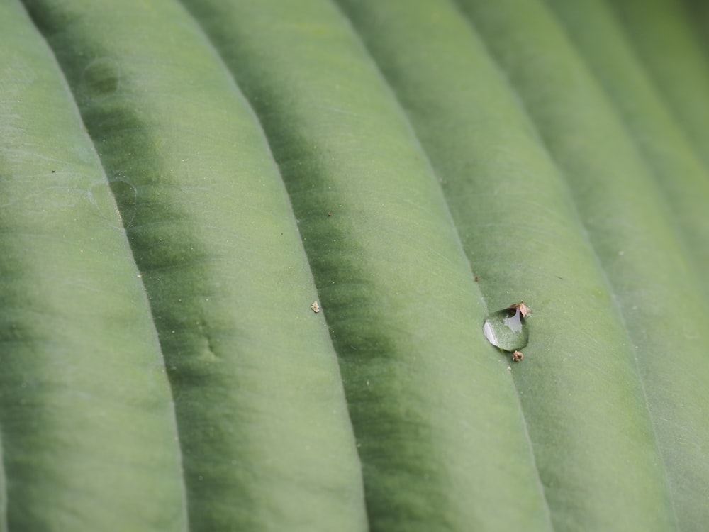 a small bird sitting on a green leaf