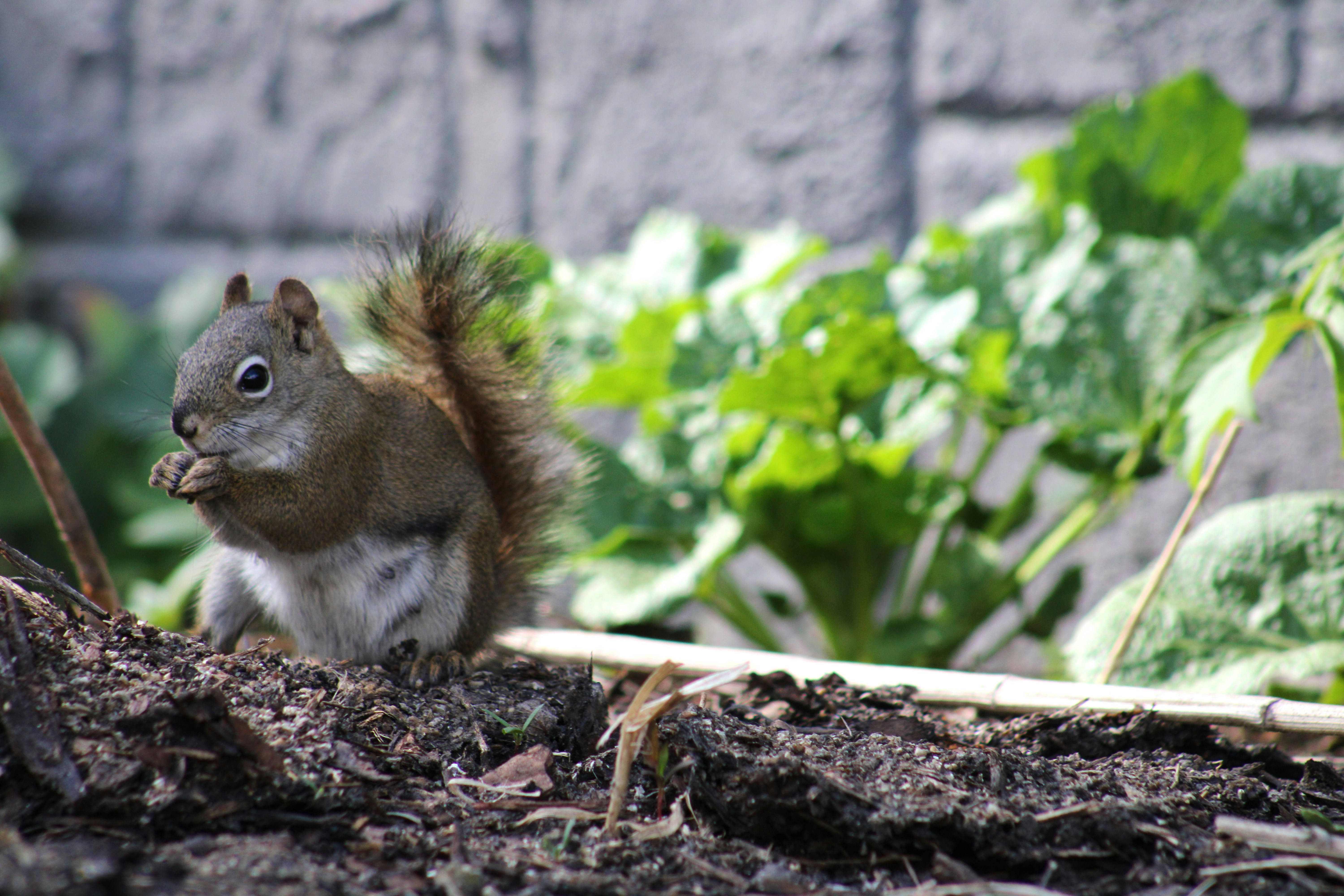 a squirrel sitting on the ground in a garden
