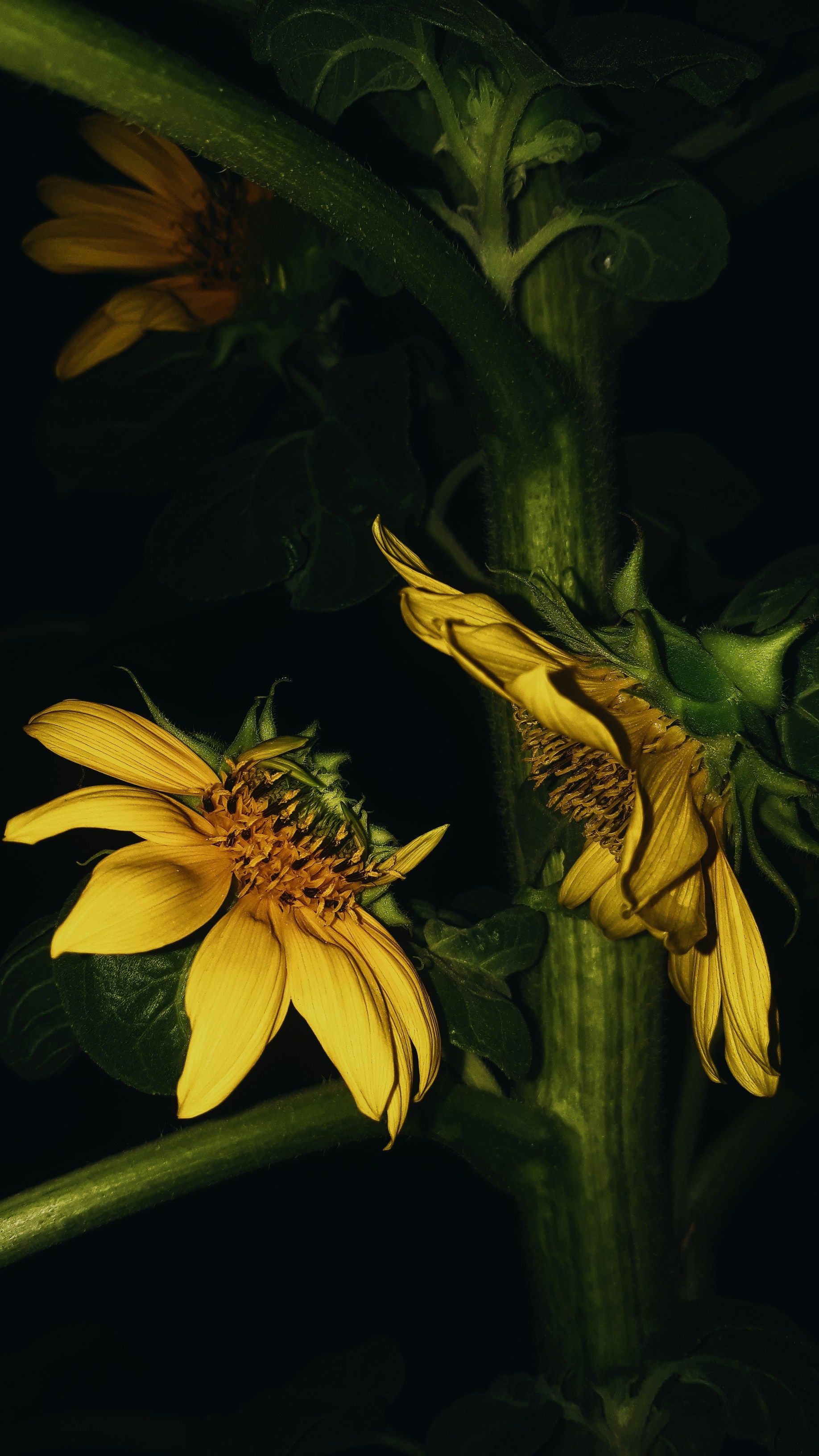 a close up of two yellow flowers on a plant