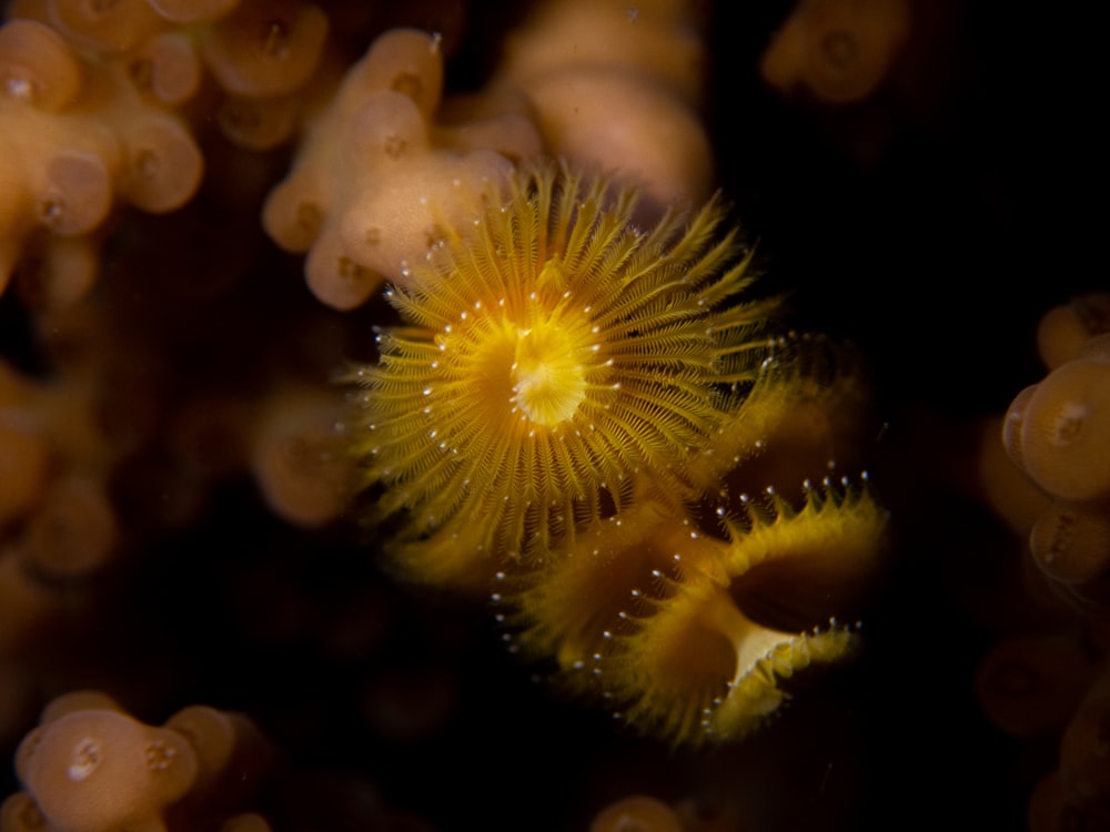 a close up of a yellow sea anemone