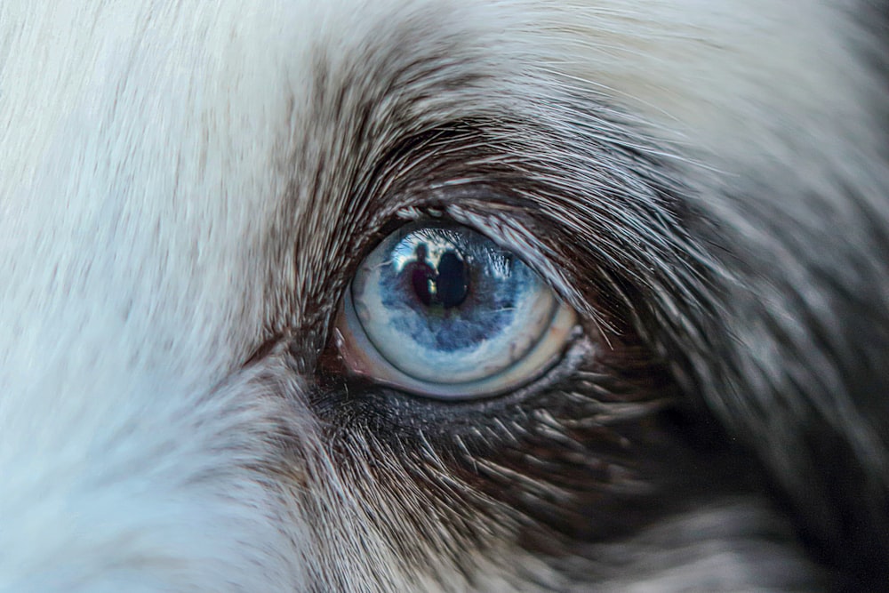 a close up of a dog's blue eye