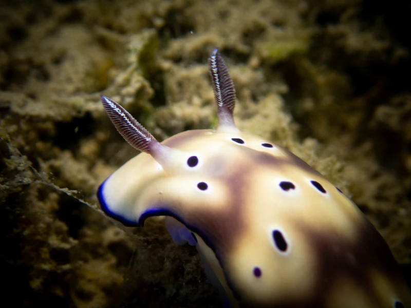 Plankton bioluminescence menyala biru saat snorkeling malam hari di laut Indonesia