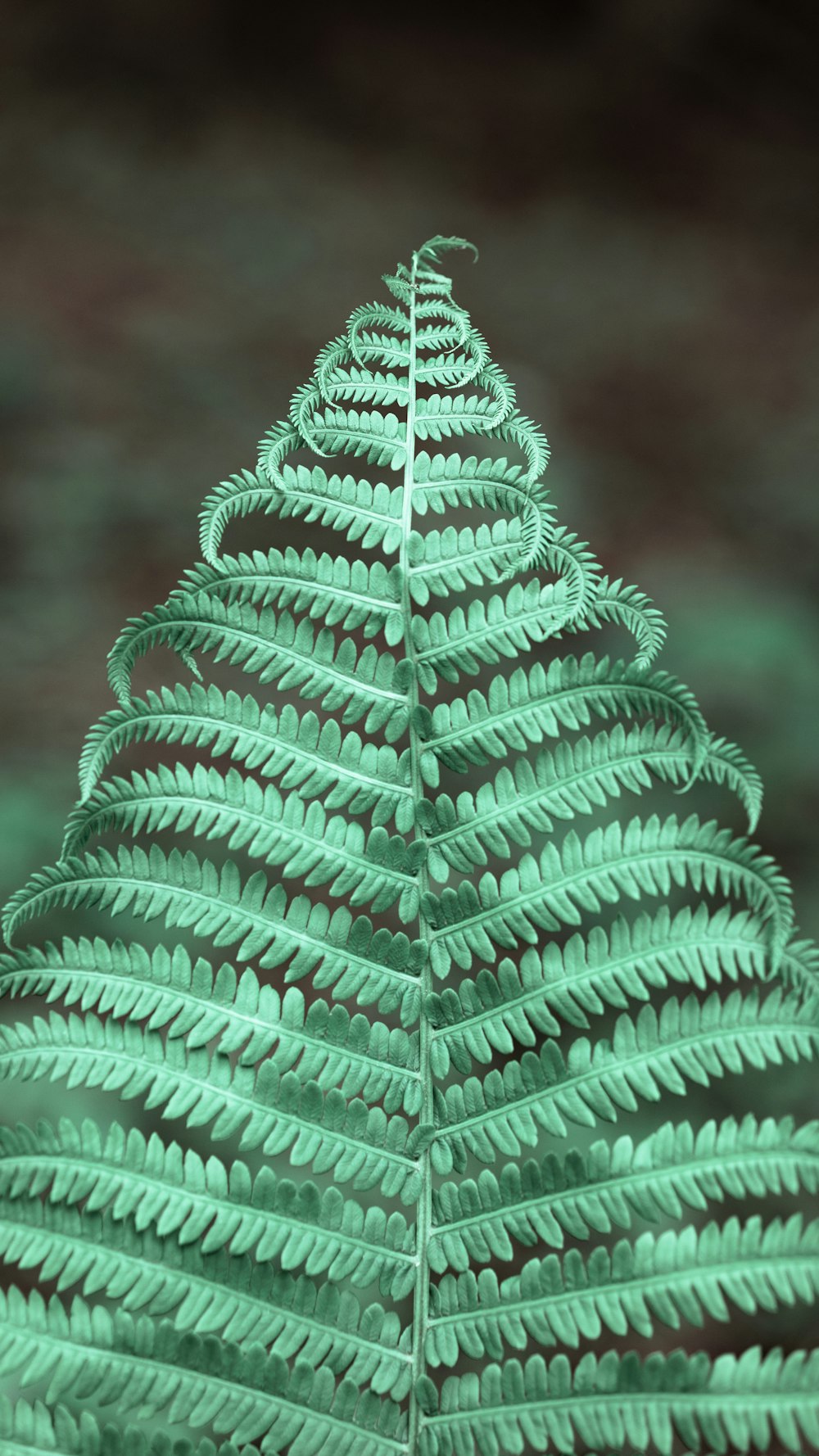 a close up of a green plant with a blurry background