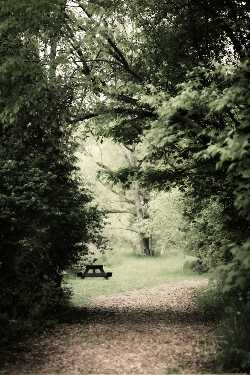 a bench sitting in the middle of a forest